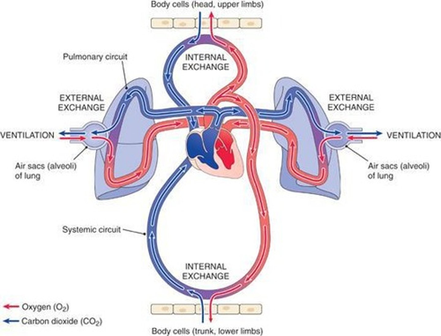 <p>Gas exchange between lungs and blood.</p>