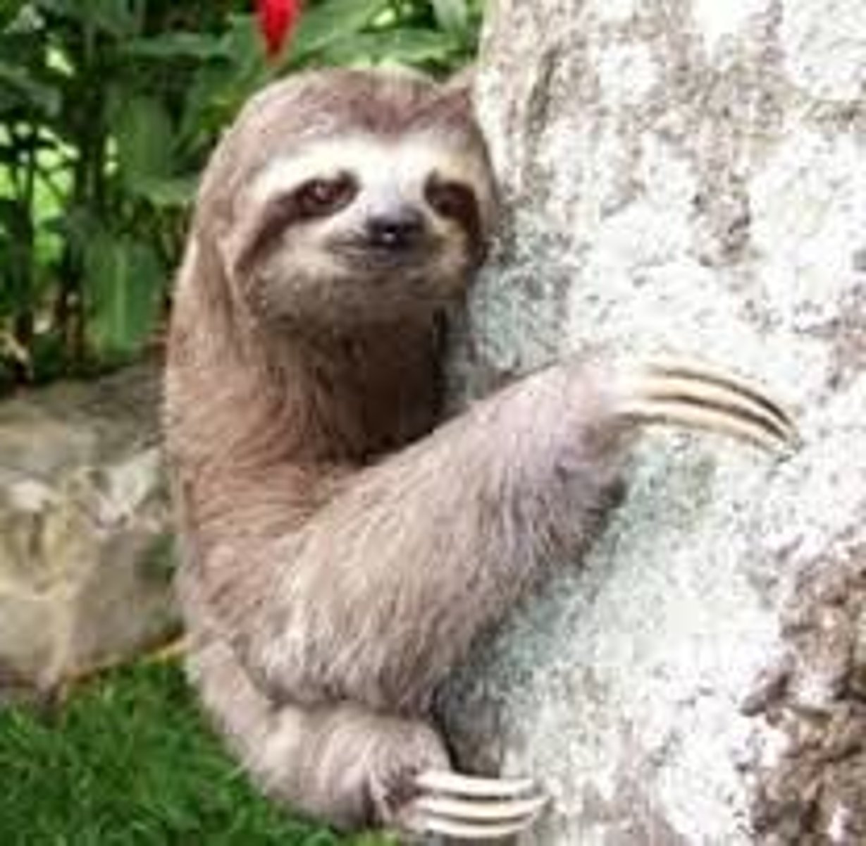 <p>sloth</p>
