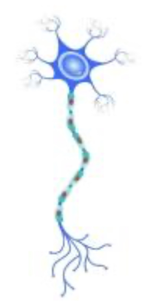 <p>What neuron is this </p>