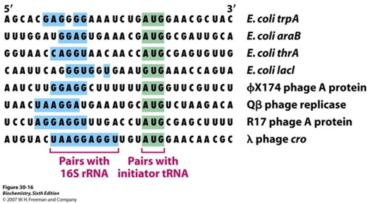 <p>Purine-rich region in prokaryotic mRNA for initiation.</p><p>is complementary to the initiator sites of mRNA</p>