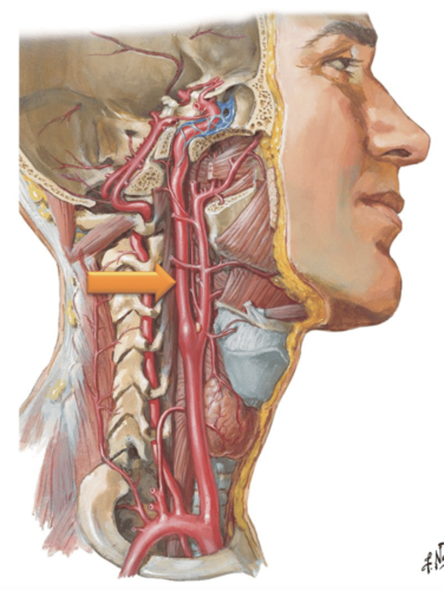 <p>The ___ ___ ___ branch from the common carotid, ascend through the neck and enter the cranial cavity by traversing the ___ ___.</p>