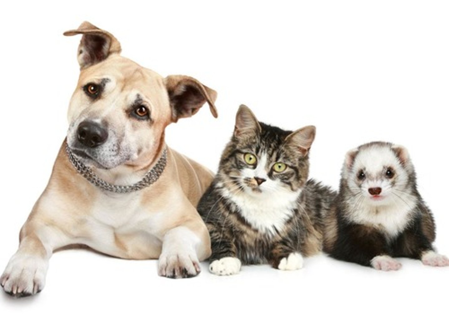 <p>Dogs, cats, and ferrets needing special regulations.</p>
