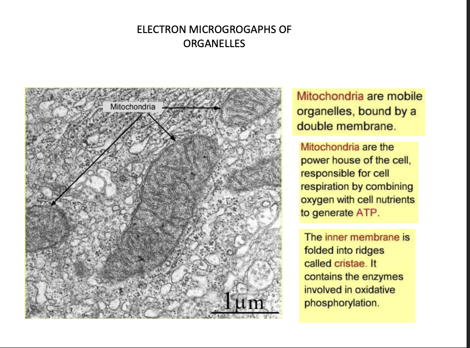 <ul><li><p>inner membrane→ cristae</p></li><li><p>contains enzymes for ox phos</p></li></ul><p></p>