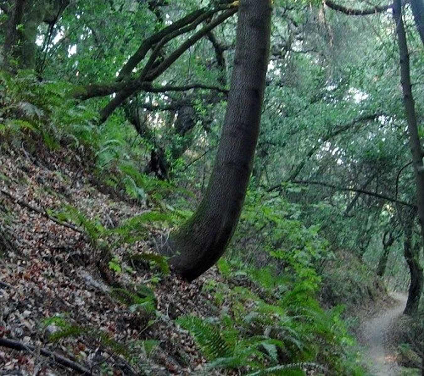 <p>the SLOW downhill movement of weathered rock material</p>