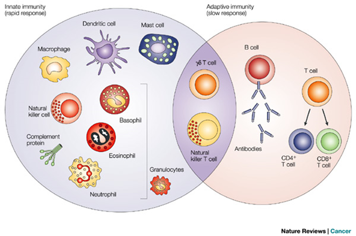<ul><li><p><span>If microbes do manage to get inside the body then the second line of defence is activated</span></p></li><li><p><span>This is also non-specific as it stops any type of microbe</span></p></li><li><p><span>This is the line of defence that has attacking cells and molecules which attack pathogens that manage to breach the first line of defence</span></p></li><li><p><span>Innate responses are non-specific in all animals, are fixed responses, and do not created</span></p></li></ul><p></p>