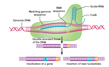 CRISPR and genome editing.