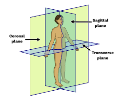 <p>Transverse (Horizontal) Plane</p>