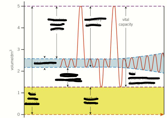 <p>Vital capacity</p>