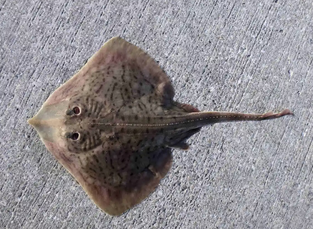 <p>Clear rectangular area on each side of pointed snout</p><p>Brown disk with dark brown streaks</p><p></p>