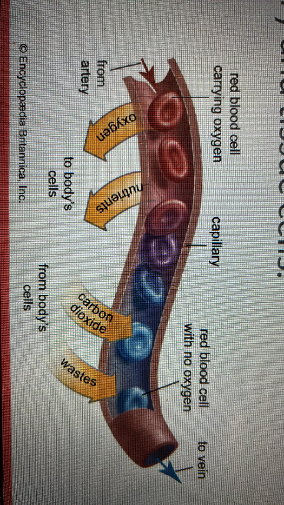 <p>the movement of nutrients, gases, ions, and wastes between blood in the capillary and tissue cells</p>