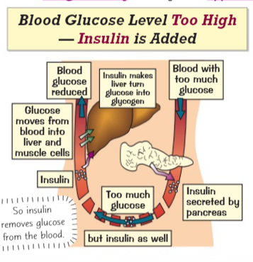 <p>High Blood Glucose</p>