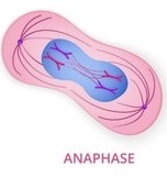 <p>Chromosomes are pulled back to opposite poles, 2 cells begin to form </p>