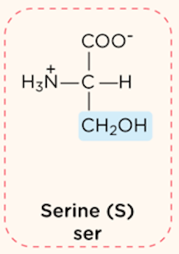 <p>polar, uncharged R group</p>