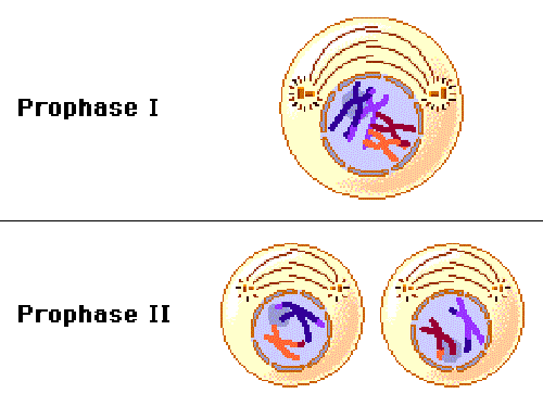 <p>The opposite pairs of the tetrads are in the individual cells. The centrioles appear and nuclear membrane is also disappearing</p>