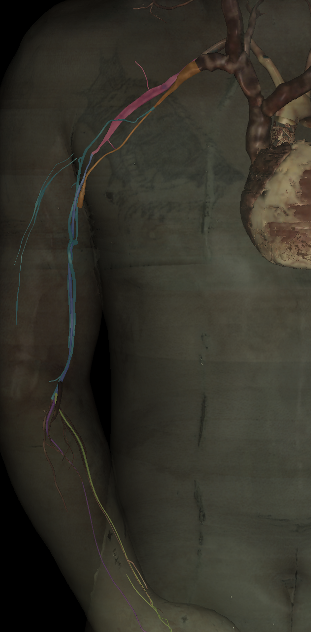 <p>Name the structure highlighted (orange)</p>