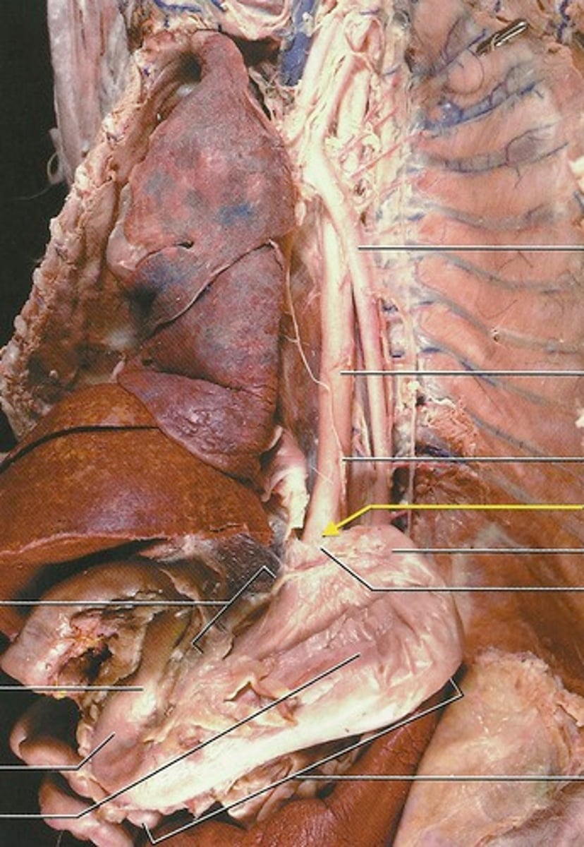 <p>opening from the esophagus to the stomach</p>