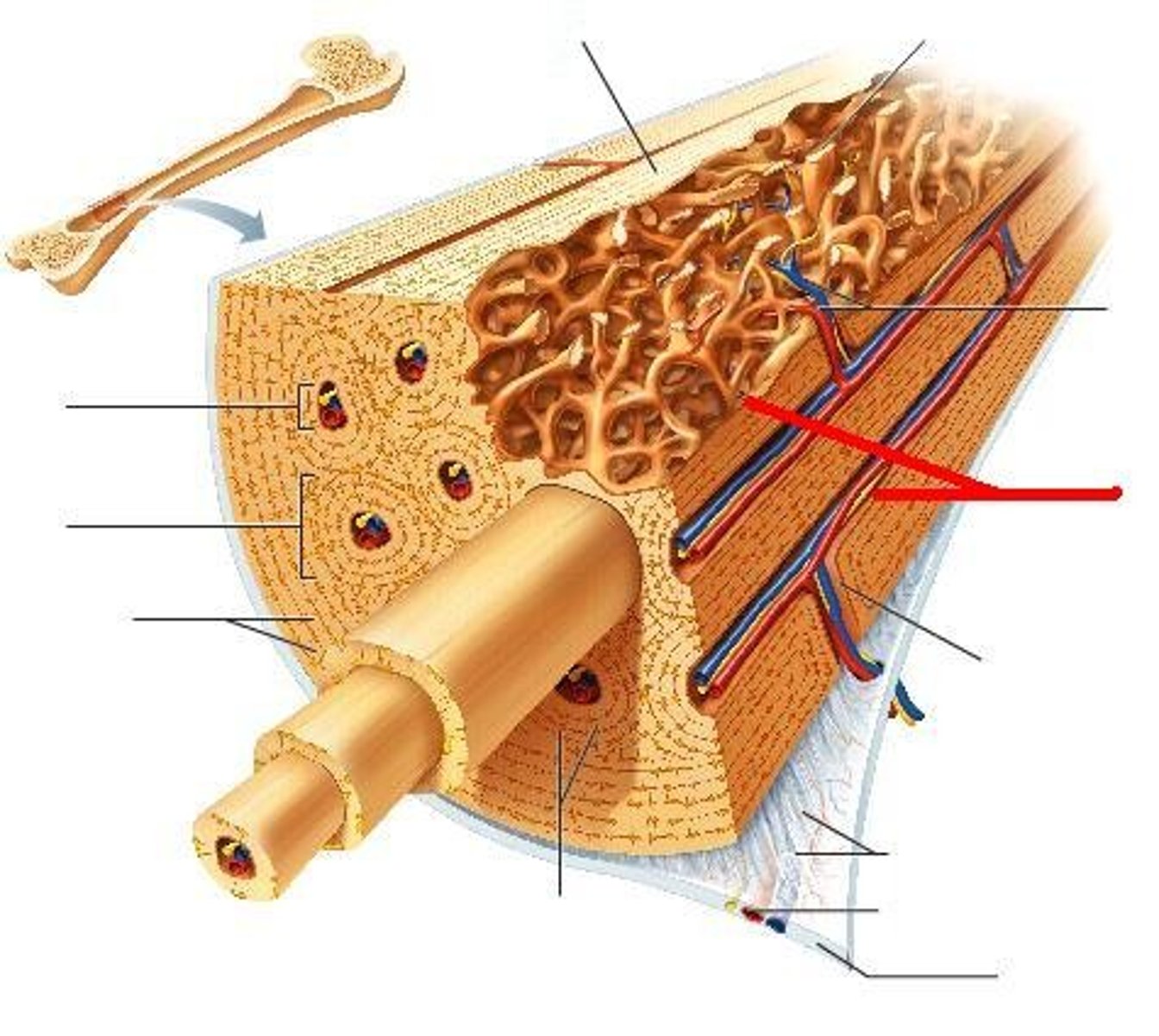 <p>-spongy bone</p><p>-align along lines of stress</p><p>-no osteons</p><p>-contain irregularly arranged lamellae, osteocytes, and canaliculi</p><p>-capillaries in endostreum supply the nutrients</p>