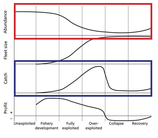 <p>Abundance decreased then recovered during the industrial phase, but crashed during the global period when the fishery collapsed.</p><p>Catch peaked as the fishery was over-exploited but crashed when it collapsed.</p>