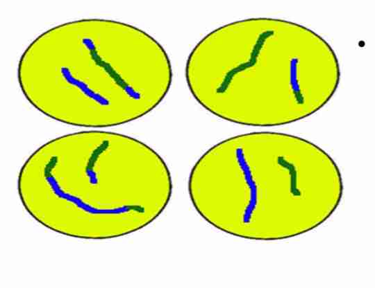 <p>Spindle fibers</p><p>dissolved. 2 daughter cells</p><p>produced by each</p><p>diploid cell <strong>forming 4</strong></p><p><strong>haploid cell</strong></p>