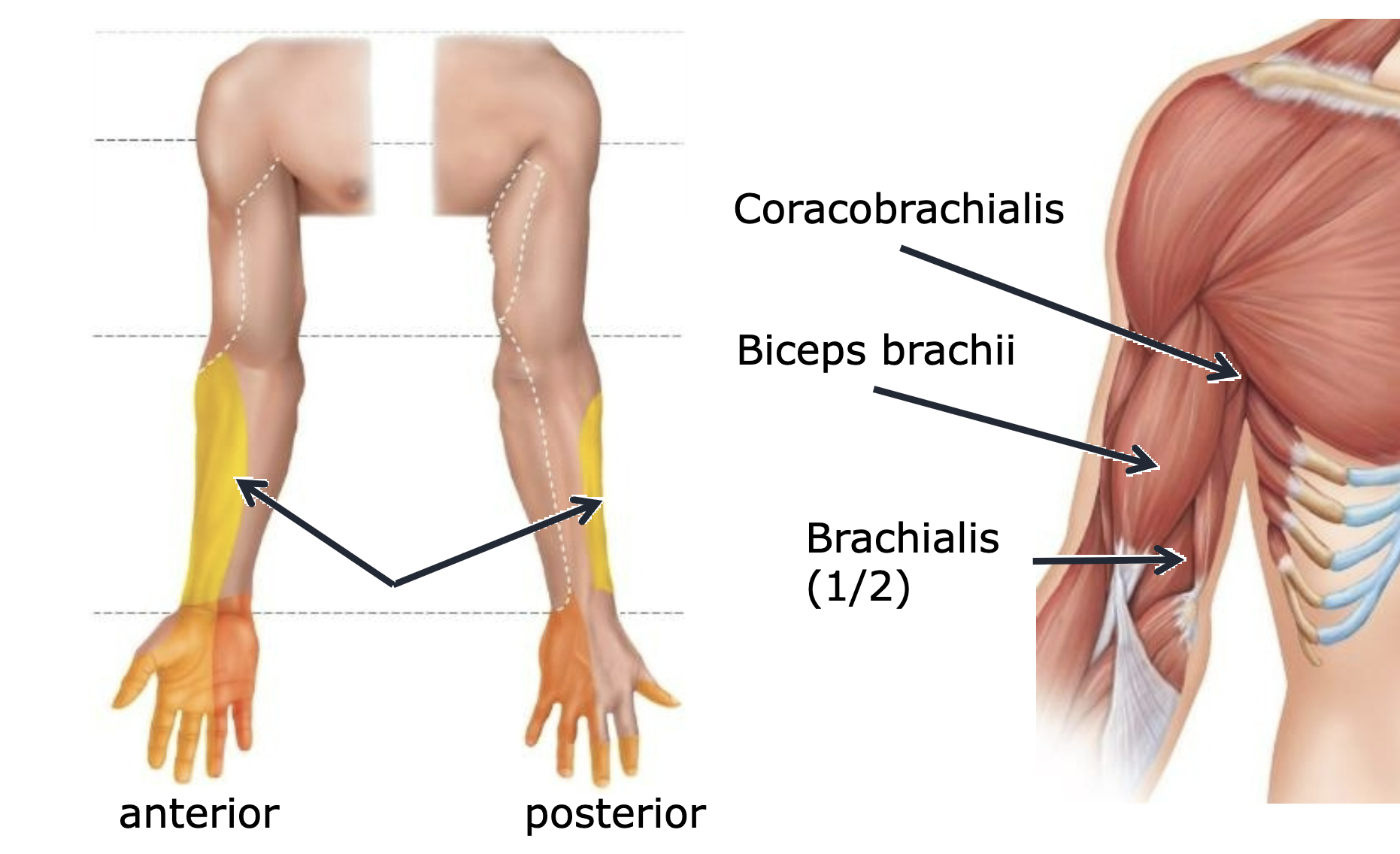 <p>coracobracialis, biceaps brachi, and ½ of brachialis </p>