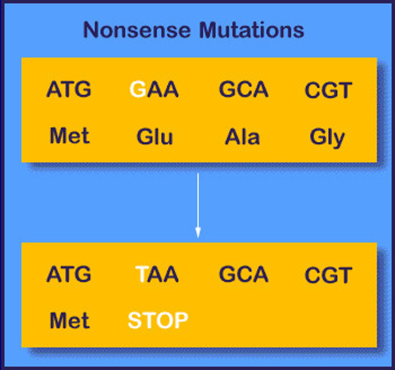 <p>substitution of wrong nucleotide into DNA that produces an early stop codon</p>