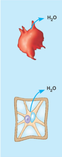 <ul><li><p>A solution with a high concentration of solute relative to the other side of the membrane and therefore a negative net movement of water</p></li></ul>