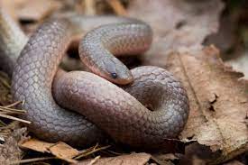 Eastern Wormsnake