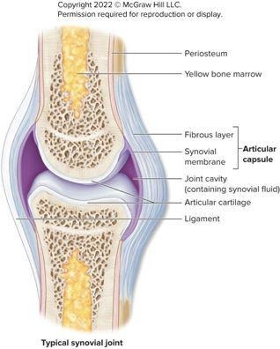 <p>Bones joined by ligaments with fluid-filled joint cavity separating bone surfaces</p>