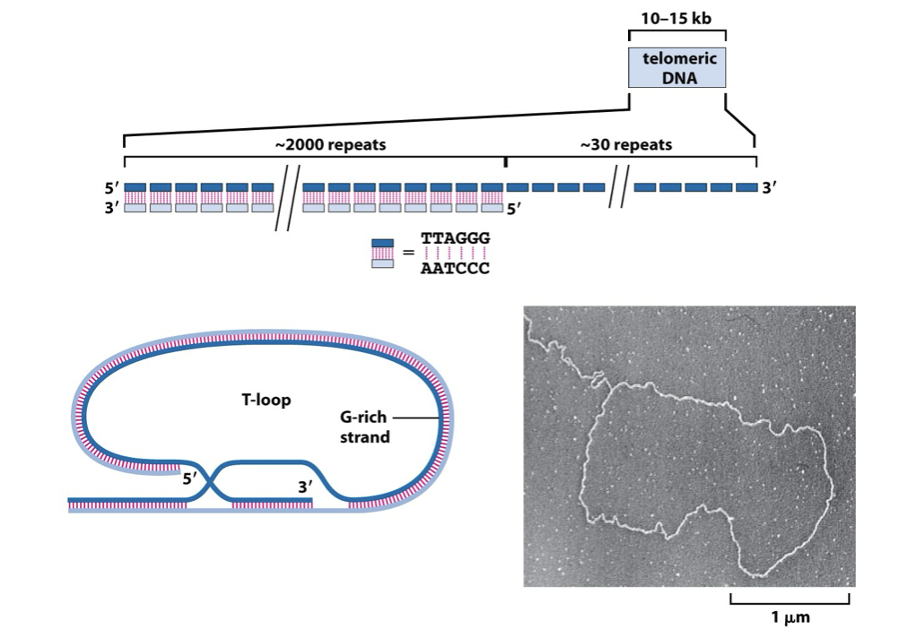 <ul><li><p class="Paragraph SCXO260528022 BCX4" style="text-align: left;"><span style="background-color: inherit; line-height: 19.55px; color: windowtext;"><span>Structural heterochromatin usually contains repetitive DNA sequences known as satellite DNA</span></span><span style="line-height: 19.55px; color: windowtext;"><span>&nbsp;</span></span></p></li><li><p class="Paragraph SCXO260528022 BCX4" style="text-align: left;"><span style="background-color: inherit; line-height: 19.55px; color: windowtext;"><span>It is found in structural elements such as centromeres and importantly in telomeres</span></span><span style="line-height: 19.55px; color: windowtext;"><span>&nbsp;</span></span></p><ul><li><p class="Paragraph SCXO260528022 BCX4" style="text-align: left;"><span style="background-color: inherit; line-height: 19.55px; color: windowtext;"><span>Prevent fusion of chromosomes</span></span><span style="line-height: 19.55px; color: windowtext;"><span>&nbsp;</span></span></p></li></ul></li><li><p class="Paragraph SCXO260528022 BCX4" style="text-align: left;"><span style="background-color: inherit; line-height: 19.55px; color: windowtext;"><span>Telomeric DNA sequences are composed of long arrays (10-15 kilobases) of short tandem repeats</span></span><span style="line-height: 19.55px; color: windowtext;"><span>&nbsp;</span></span></p><ul><li><p class="Paragraph SCXO260528022 BCX4" style="text-align: left;"><span style="background-color: inherit; line-height: 19.55px; color: windowtext;"><span>G rich strand = longer, resulting in an overhang called the G-tail (around 30 repeats)</span></span><span style="line-height: 19.55px; color: windowtext;"><span>&nbsp;</span></span></p></li><li><p class="Paragraph SCXO260528022 BCX4" style="text-align: left;"><span style="background-color: inherit; line-height: 19.55px; color: windowtext;"><span>C rich strand = shorter</span></span><span style="line-height: 19.55px; color: windowtext;"><span>&nbsp;</span></span></p></li></ul></li></ul><p></p>