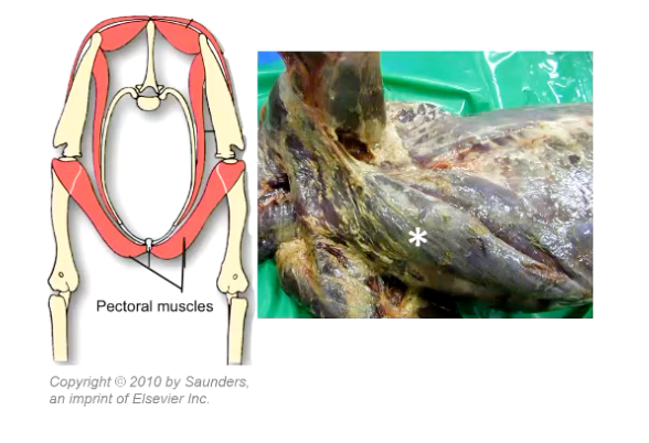 <p><strong>Pectoral muscles</strong></p><p>• Origin = sternum</p><p>• Insertion = humerus</p><p></p><p>• Two heads: Deep & superficial groups</p><p>• Located medial to limb</p><p>• Distal to pivotal point</p><p></p><p>• Function:</p><p>• ADDUCTION of the limb</p>