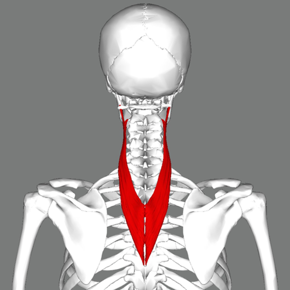 <p>Spinous processes of T3-T6, nuchal ligament</p>
