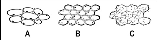<p>Name the Tissue C (found in plants)</p>