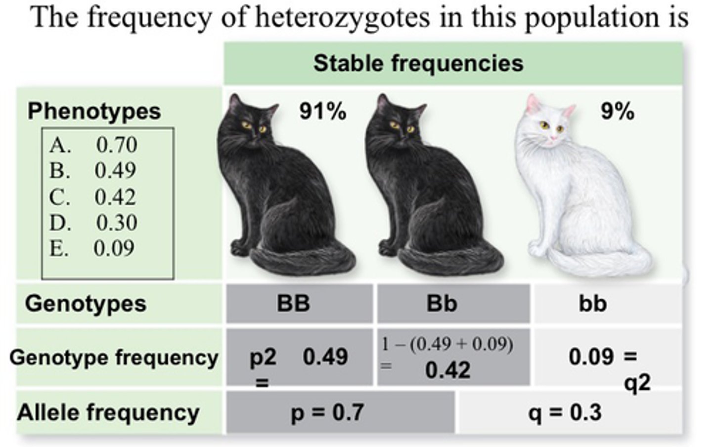 <p>a populations allele and genotype frequency are constant unless theres an evolutionary force that is:</p><p>-random mating</p><p>-no selection</p><p>-no mutation</p><p>-no migration</p><p>-diploid organisms</p><p>-large population</p><p>-no sex linked</p><p>-no alleles that reduce survival chances</p>