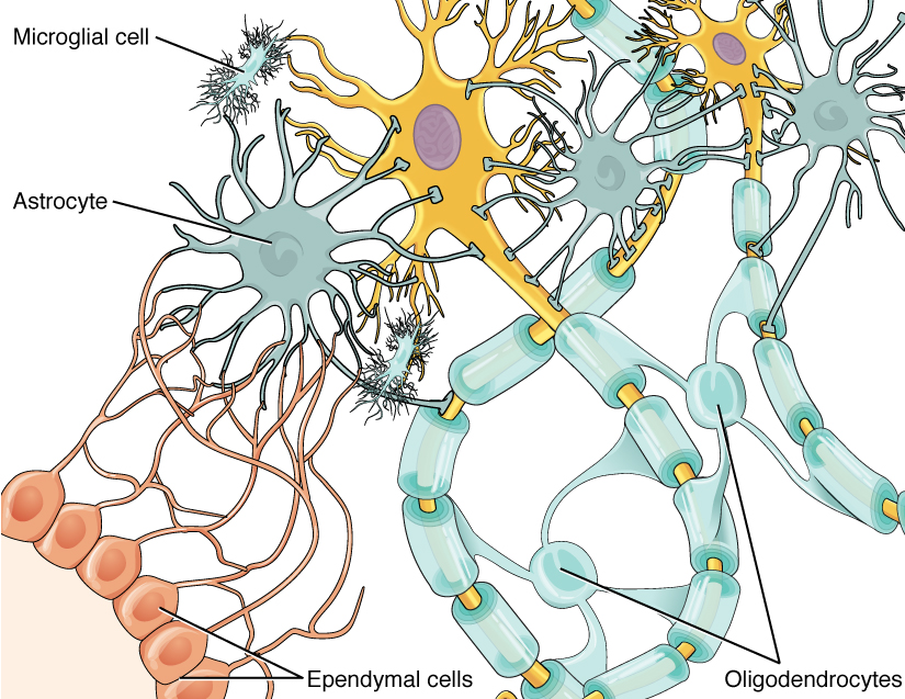 <p>oligodendrocyte</p>