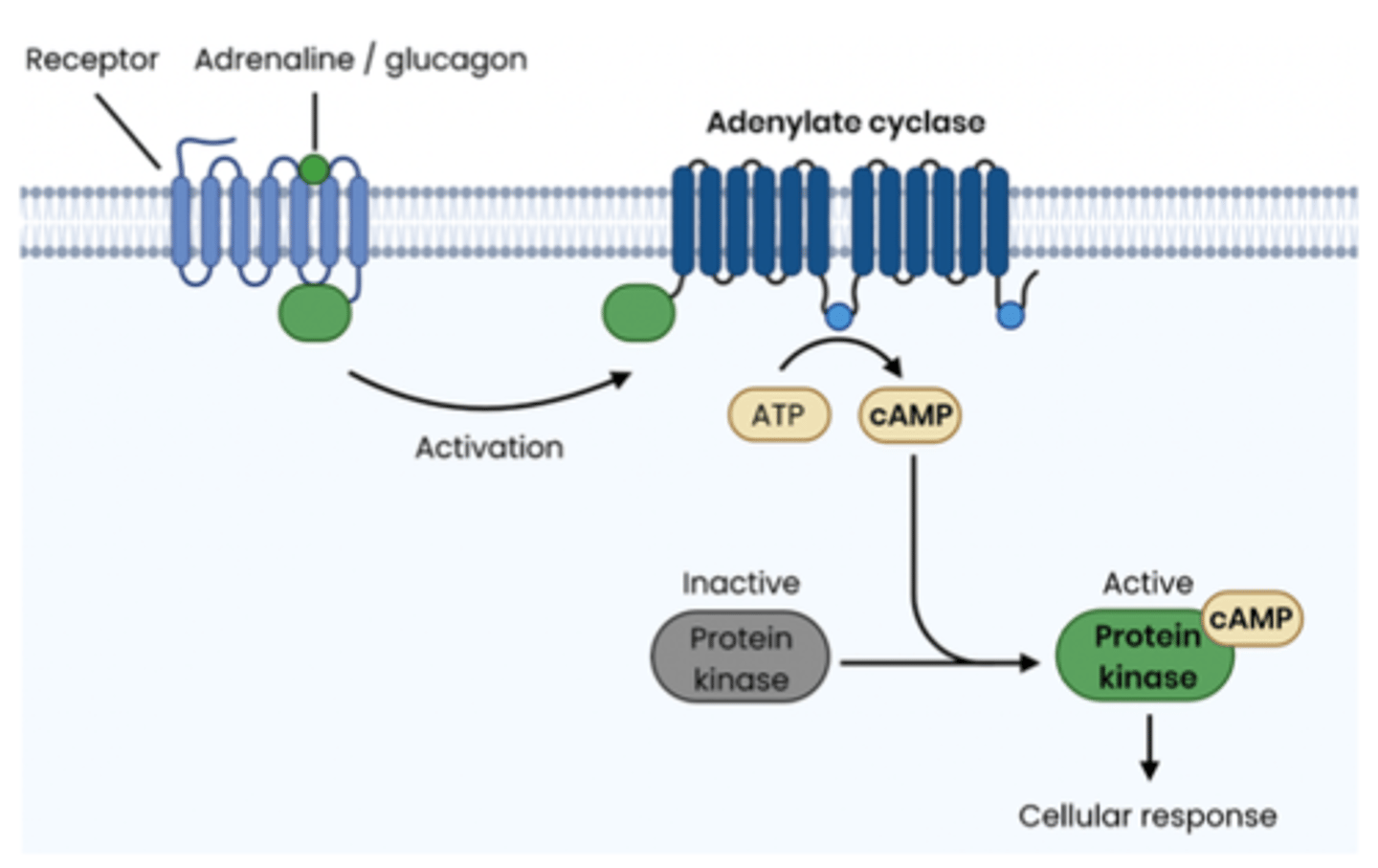 <p>- both adrenaline and glucagon will activate 𝐠𝐥𝐲𝐜𝐨𝐠𝐞𝐧𝐨𝐥𝐲𝐬𝐢𝐬 inside a cell, despite only binding to receptors on the outside of cell</p><p>1. adrenaline/glucagon are "first messengers" , binding to specific complementary receptors on cell surface membrane</p><p>2. this activates the enzyme 𝐚𝐝𝐞𝐧𝐲𝐥𝐚𝐭𝐞 𝐜𝐲𝐜𝐥𝐚𝐬𝐞</p><p>3. adenylate cyclase converts many ATP into many cyclic AMP (cAMP)</p><p>4. cAMP acts as the "secondary messenger", activating the 𝐩𝐫𝐨𝐭𝐞𝐢𝐧 𝐤𝐢𝐧𝐚𝐬𝐞 enzyme</p><p>5. protein kinase activates other enzymes to hydrolyse glycogen to glucose (glycogenolysis)</p>