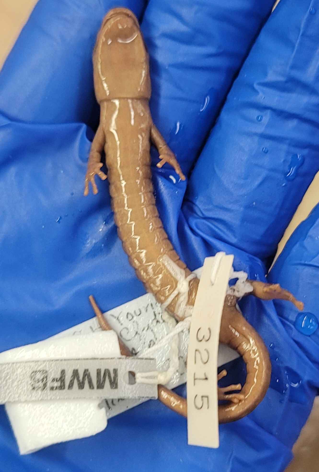 <p>Aneides vagrans</p>