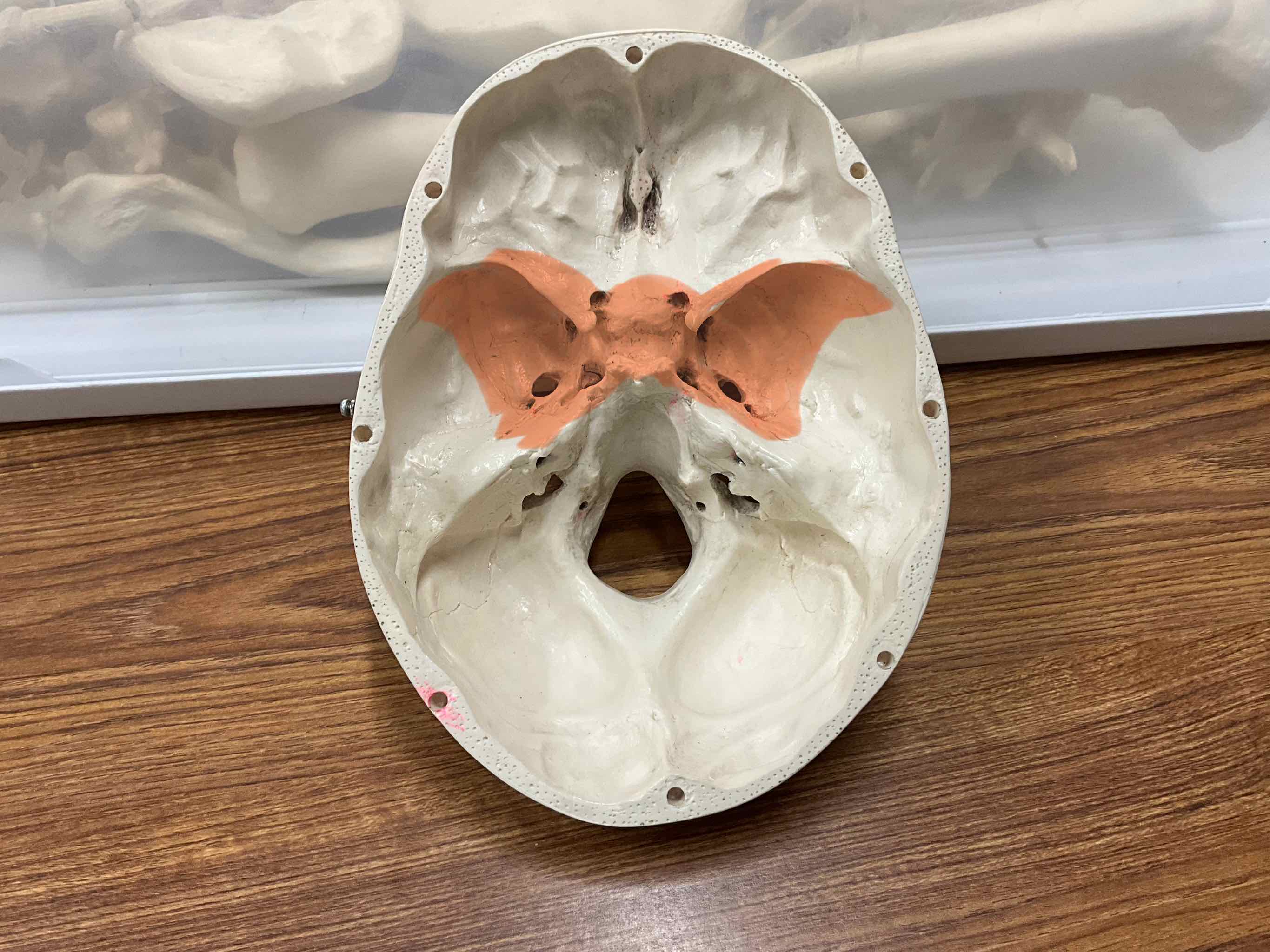 <p>Name the bone</p>