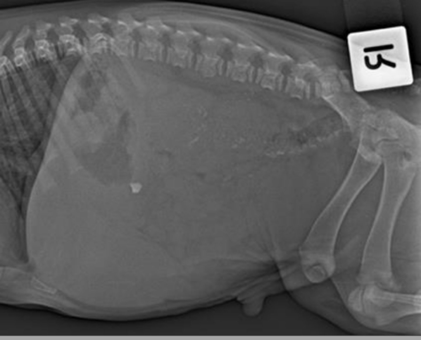 <p>last rib/diaphragm to the end of the pelvis.</p>