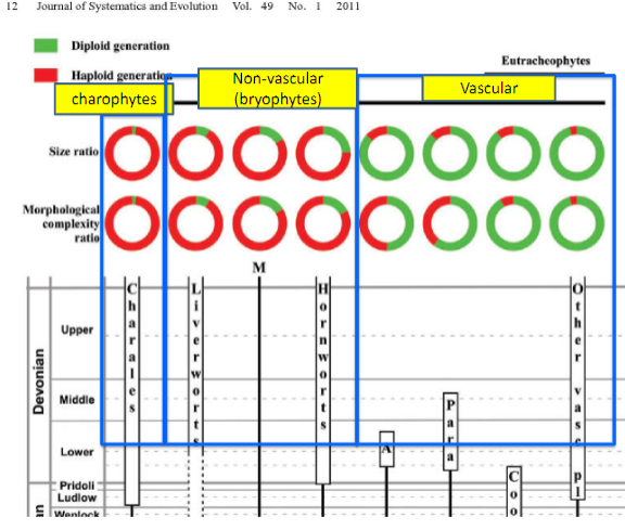 <p>Which groups exhibit greater diploid complexity?</p>