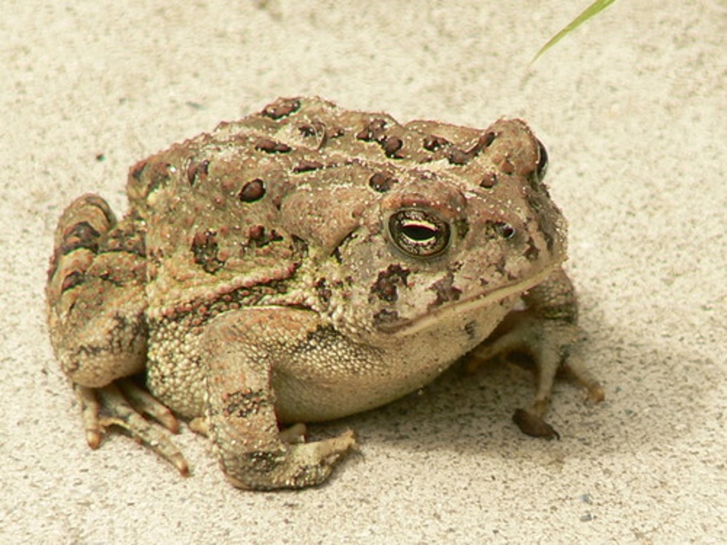 <p>Fowler's Toad</p>