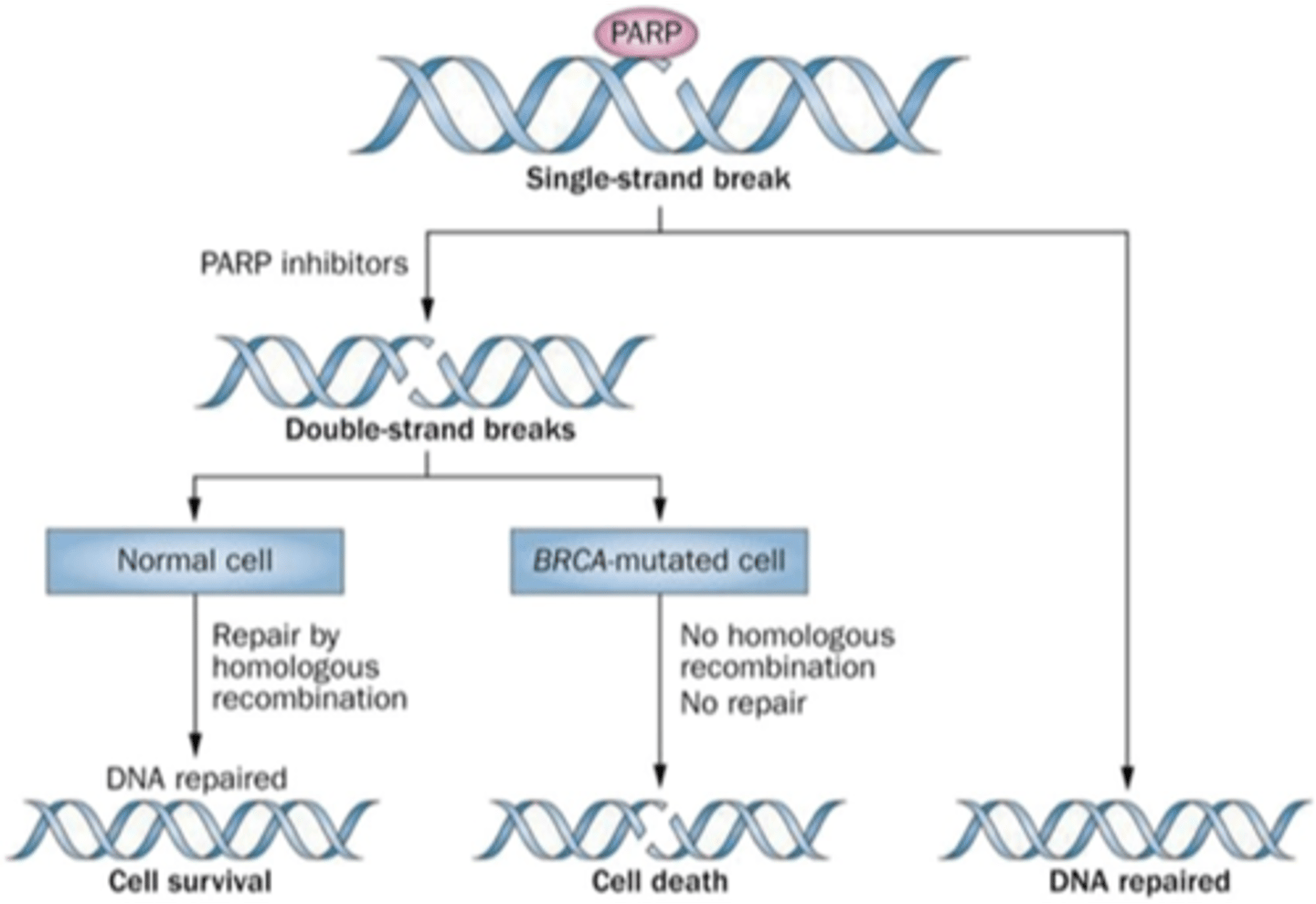 <p>Promote cancer cell death by not allowing single strand break to be fixed</p>