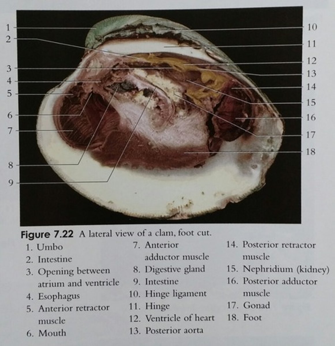 knowt flashcard image