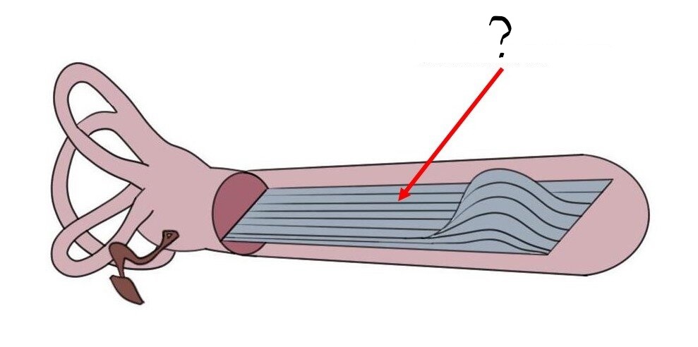 <ul><li><p>forms the base of the organ of Corti.</p></li><li><p>Movement of the ______ in response to sound waves causes the depolarization of hair cells in the organ of Corti.</p></li><li><p>The hair cells transduce auditory signals into electrical impulses</p></li><li><p>diff. sections of the ____ respond to diff. frequencies of sound: high tones vibrate the region near the base, low tones vibrate the region near the apex</p></li></ul>