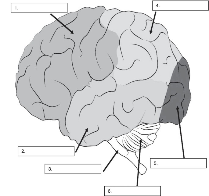 <p>state the lobes + parts of the brain</p>