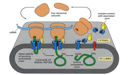 <p>produced by Gunter Blobel. States that as protein are translated, if they have a secretory signal on the N terminus they will be targeted to the Er membrane where they will be translated through a receptor protein with associated pore into the ER lumen</p>