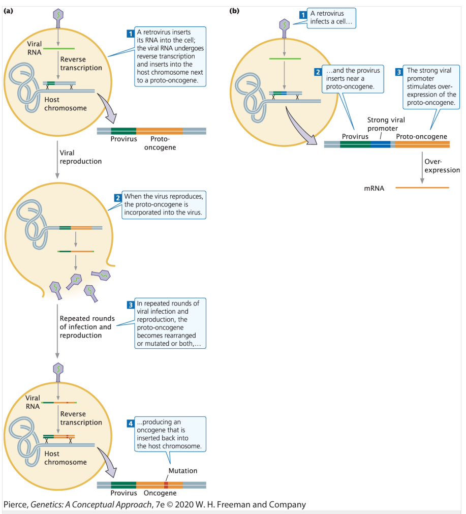 <p><u>Method 1: Proto-oncogene mutation to oncogene</u></p><ul><li><p>Retrovirus inserts viral RNA into the cell → retroviral RNA undergoes reverse transcription and inserts into the host chromosome next to a proto-oncogene</p></li><li><p>When the virus reproduces, the proto-oncogene is incorporated into the virus</p></li><li><p>After repeated rounds of viral infection and reproduction, the proto-oncogene is rearranged and mutated so that it becomes an oncogene that is inserted back into the host chromosome</p></li></ul><p></p><p><u>Method 2: Overstimulation of proto-oncogene promoter</u></p><ul><li><p>Retrovirus infects a cell and the provirus inserts near a proto-oncogene</p></li><li><p>The strong viral promoter stimulates overexpression of the proto-oncogene</p></li></ul><p></p><p>Ex. Human T-cell leukemia virus type 1 (HTLV-1) causes a form of adult T-cell leukemia/lymphoma</p>