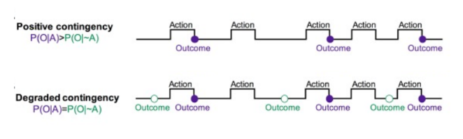 <p>What is contingency degradation &amp; probabilities</p>