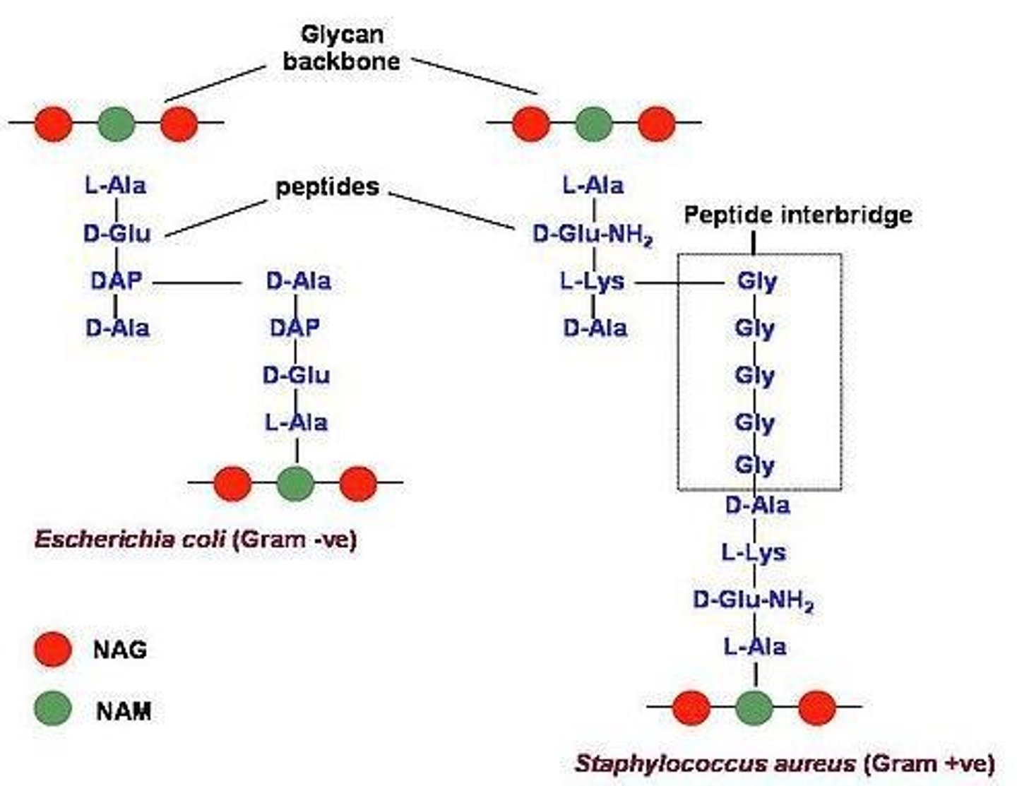<p>Gram-positive bacteria have a thick peptidoglycan layer (approximately 40 layers thick), while gram-negative bacteria have a thin peptidoglycan layer (approximately 1-2 layers thick).</p>