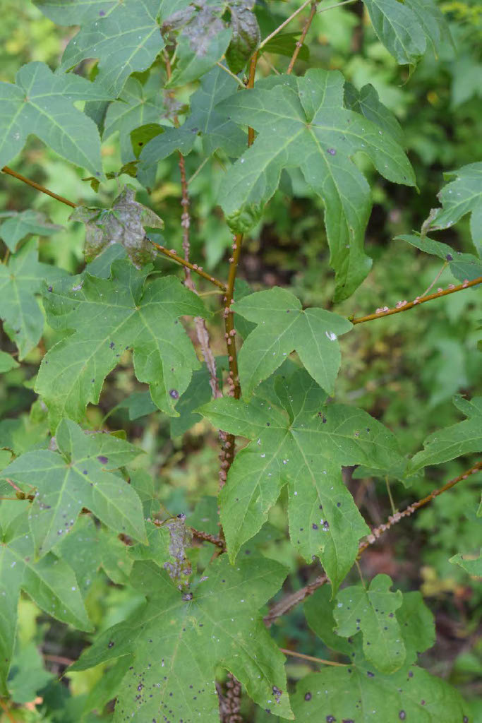 <p>What is the species?</p>