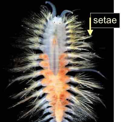 <p>Annelida (segmented worms)</p>